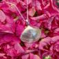Preview: Plattmuschel - 925/- Silber