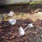 Preview: Strandschnecke Ohrstecker - 925/- Silber