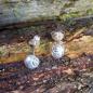 Preview: Strandschnecke Ohrstecker - die "Kleinen" - 925/- Silber
