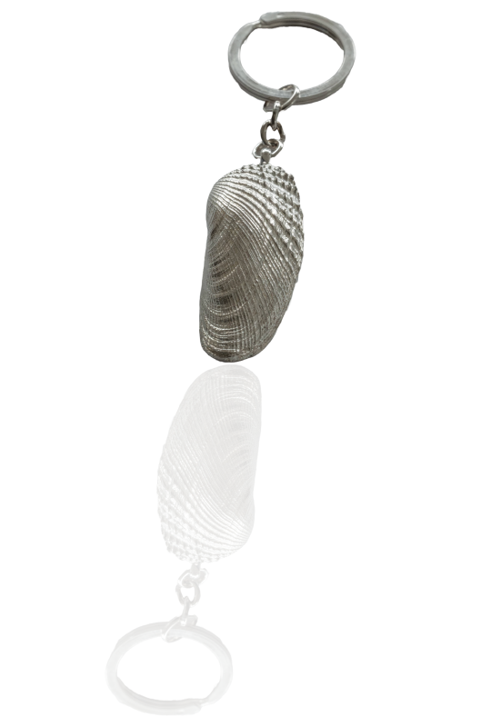 Amerikanische Bohrmuschel Schlüsselanhänger