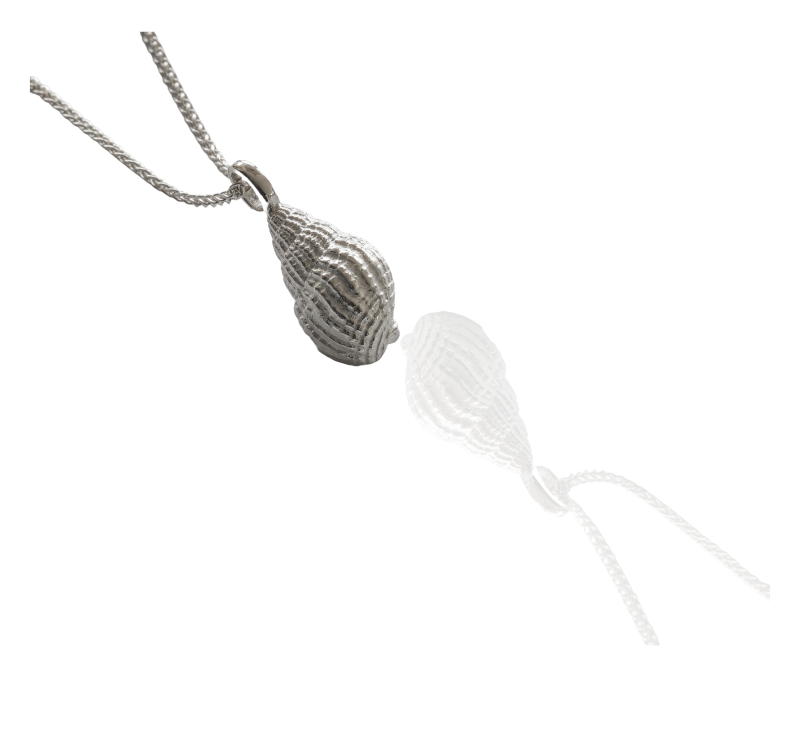 Wellhornschnecke - die "Kleine"