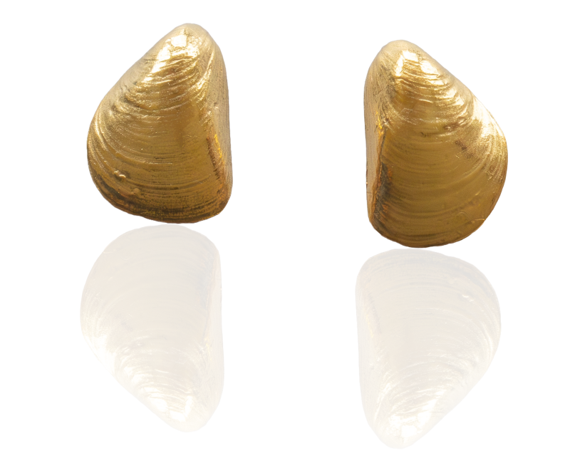 Miesmuschel Ohrstecker vergoldet