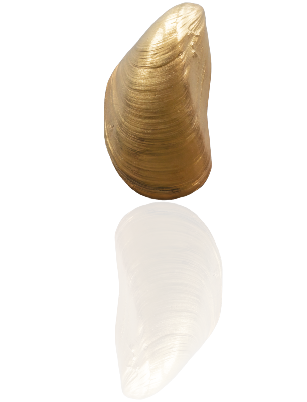 Miesmuschel vergoldet - die "Große"