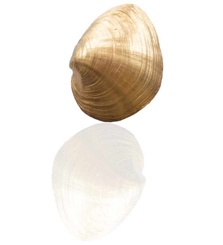 Sandklaffmuschel vergoldet - die "Große"