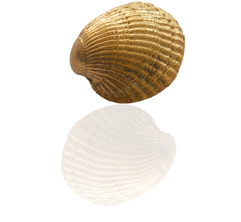 Herzmuschel vergoldet