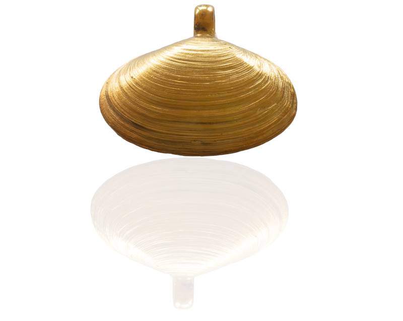 Pfeffermuschel vergoldet