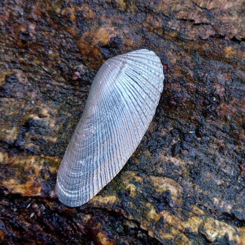 Amerikanische Bohrmuschel - 925/- Silber
