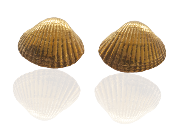 Große Herzmuschel Ohrstecker vergoldet