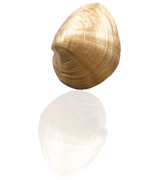 Sandklaffmuschel vergoldet - die "Große"