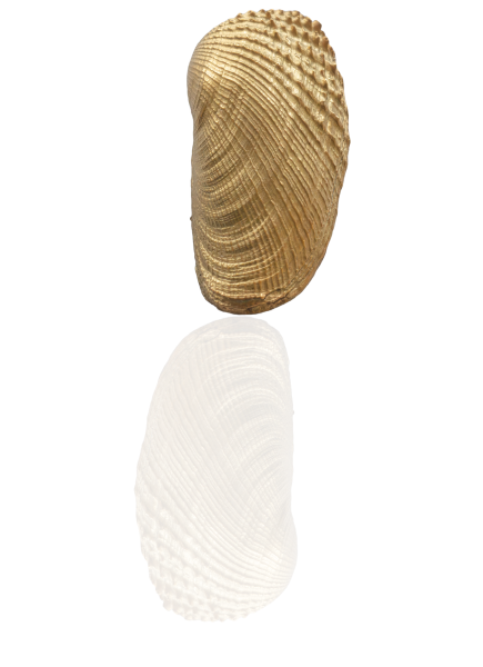 Amerikanische Bohrmuschel vergoldet
