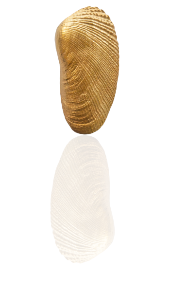 Amerikanische Bohrmuschel vergoldet